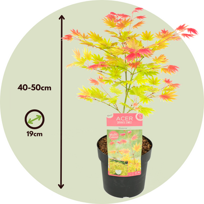 Japanese maple - 2 pcs. - Acer palmatum 'Moonrise' - Height 40-50cm - ⌀19cm