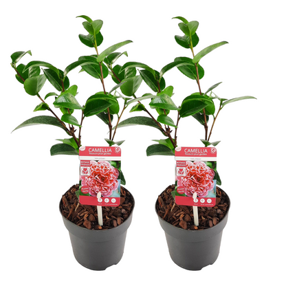 Camélia - Set de 2 - Camellia 'Volunteer' - Hauteur 25-40cm - ⌀13cm