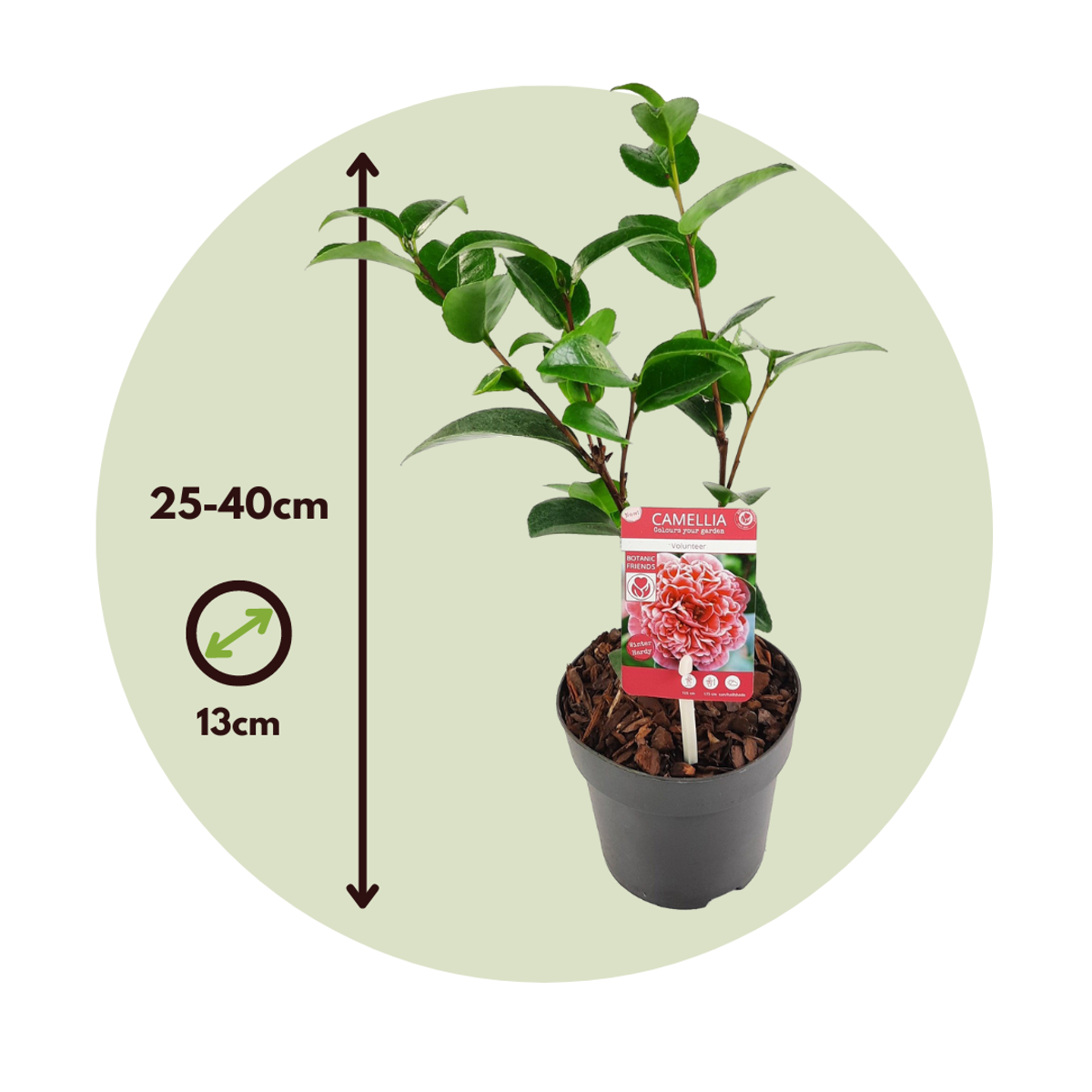 Camélia - Set de 2 - Camellia 'Volunteer' - Hauteur 25-40cm - ⌀13cm