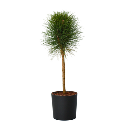 Pine - Pinus 'Summer Breeze' - Height 70-80cm - ⌀24cm