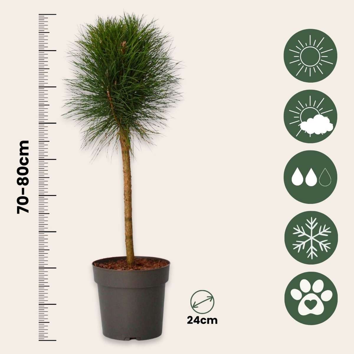 Pin d'été - Pinus 'Summer Breeze' - Hauteur 70-80cm - ⌀24cm