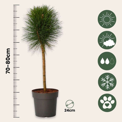 Pin d'été - Pinus 'Summer Breeze' - Hauteur 70-80cm - ⌀24cm