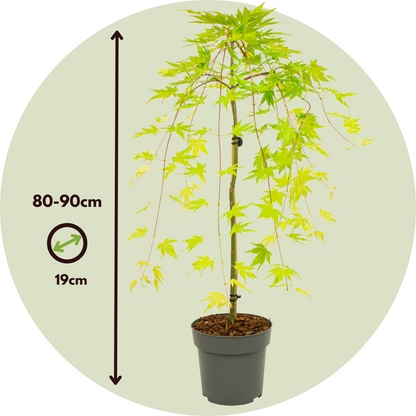 Japanese maple - 2 pcs. - Acer palmatum 'Cascade Gold' - Height 80-90cm - ⌀19cm