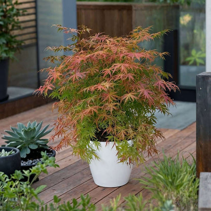 Japanese maple - Acer palmatum 'Extravaganza' - Height 50-60cm - ⌀19cm
