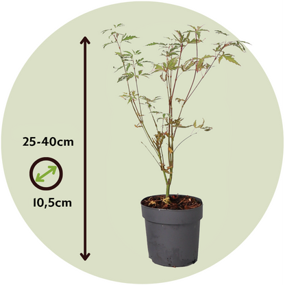 Japanese maple - Acer palmatum 'Butterfly' - Height 25-40cm - ⌀10,5cm