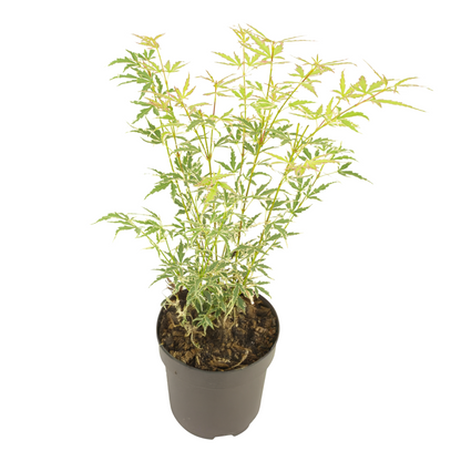 Érable du Japon - Acer palmatum 'Butterfly' - Hauteur 35-55cm - ⌀15cm
