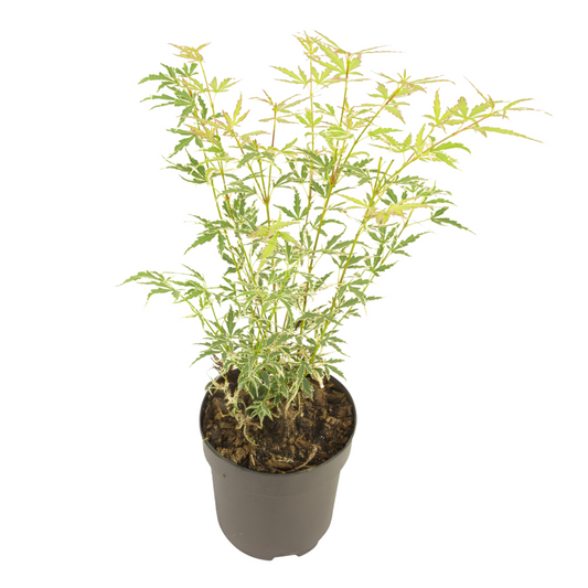 Japanese maple - Acer palmatum 'Butterfly' - Height 35-55cm - ⌀15cm