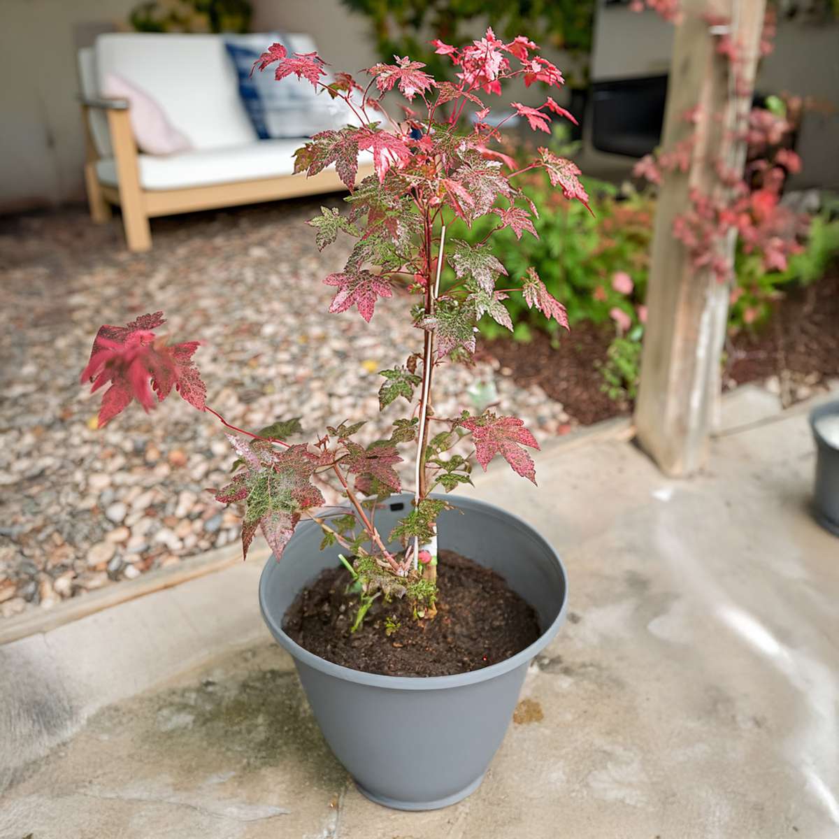 Japanese maple - 2 pcs. - Acer conspicuum 'Red Flamingo' - H50-60cm - ⌀19cm