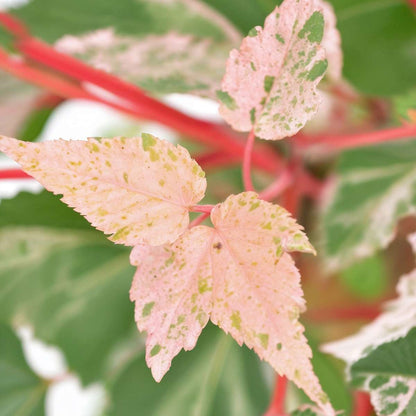 Japanese maple - 2 pcs. - Acer conspicuum 'Red Flamingo' - H50-60cm - ⌀19cm