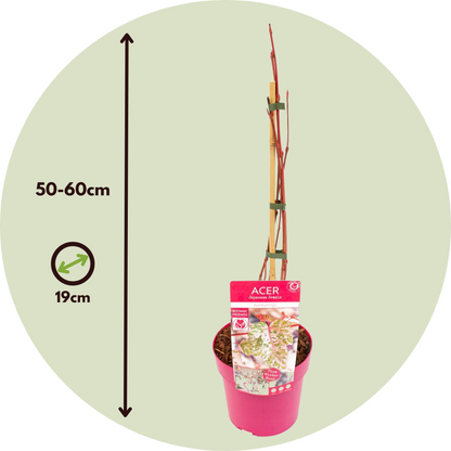 Japanese maple - 2 pcs. - Acer conspicuum 'Red Flamingo' - H50-60cm - ⌀19cm