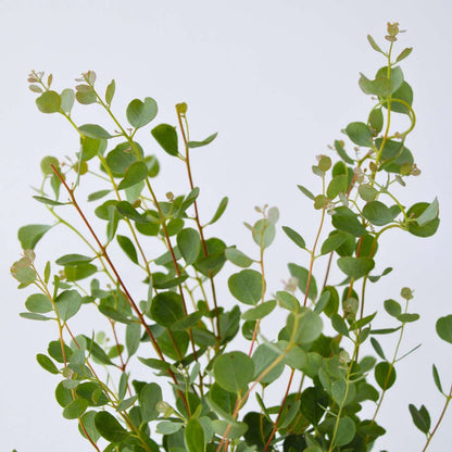 Gum bush - 2 pcs. - Eucalyptus 'Botanic Hearts' - Height 35-45cm - ⌀15cm