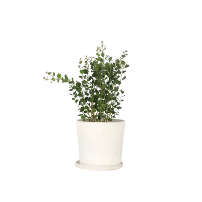Gum bush - Eucalyptus websteriana 'Botanic Hearts' - Height 40-50cm - ⌀15cm