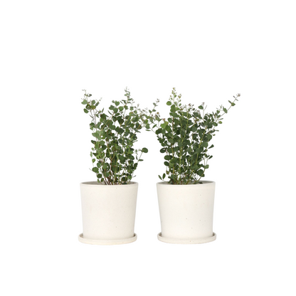 Gum bush - 2 pcs. - Eucalyptus 'Botanic Hearts' - Height 40-50cm - ⌀15cm