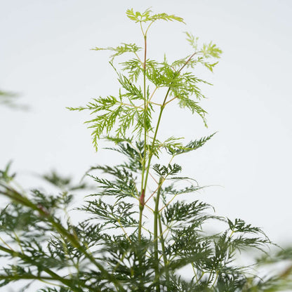 Japanese maple - Acer palmatum 'Emerald Lace' - Height 60-70cm - ⌀19cm