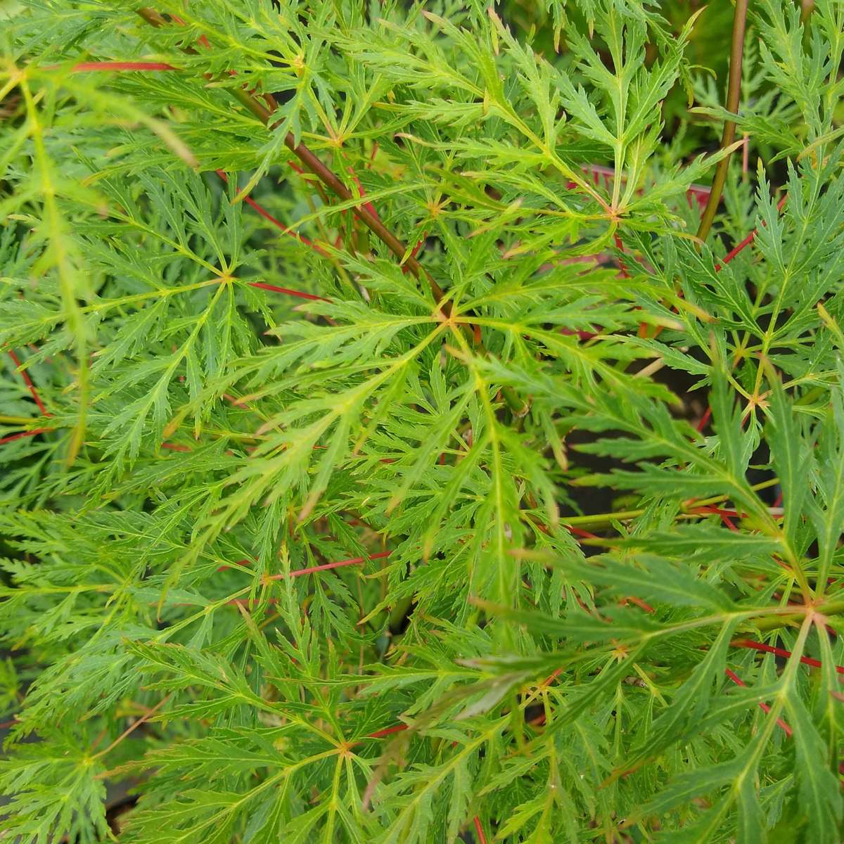 Japanese maple - Acer palmatum 'Emerald Lace' - Height 60-70cm - ⌀19cm