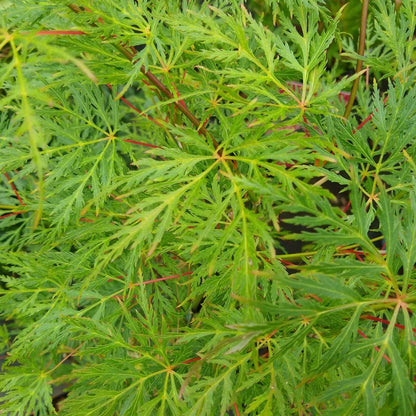 Japanese maple - Acer palmatum 'Emerald Lace' - Height 60-70cm - ⌀19cm