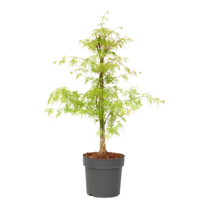Japanese maple - Acer palmatum 'Emerald Lace' - Height 60-70cm - ⌀19cm