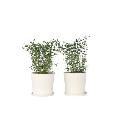 Gommier - Set de 2 - Eucalyptus parvifolia 'Oliva' - Hauteur 40-50cm - ⌀19cm