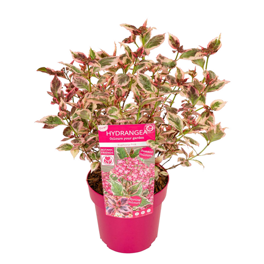 Hortensia - Hydrangea serrata 'Euphorbia Pink' - Hauteur 40-50cm - ⌀19cm - TD Plantz