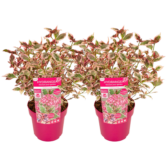 Hortensia - Set de 2 - Hydrangea serrata 'Euphorbia Pink' - H40-50cm - ⌀19cm