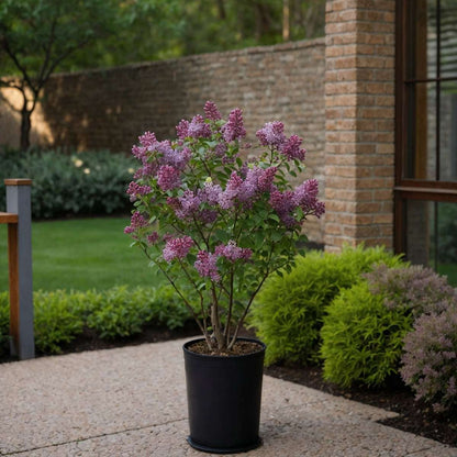 Lilas remontant - Set de 2 - Syringa 'Bloomerang' - Hauteur 55-65cm - ⌀19cm