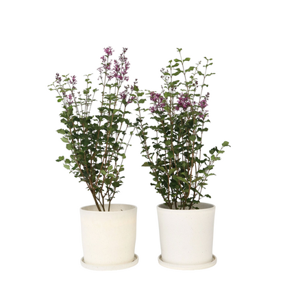 Lilas remontant - Set de 2 - Syringa 'Bloomerang' - Hauteur 55-65cm - ⌀19cm