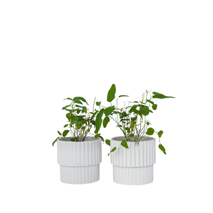 Gum bush - 2 pcs. - Eucalyptus 'Citriodora' - Height 35-45cm - ⌀15cm