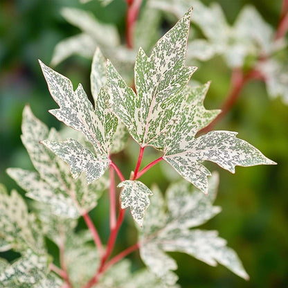Érable du Japon - Set de 2 - Acer palmatum 'Ukigumo' - Hauteur 35-55cm - ⌀15cm