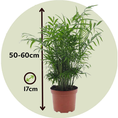 Palmier de salon - Set de 2 - Chamaedorea elegans - Hauteur 50-60cm - ⌀17cm