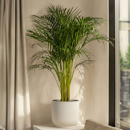 Palmier de salon - Set de 2 - Chamaedorea elegans - Hauteur 50-60cm - ⌀17cm