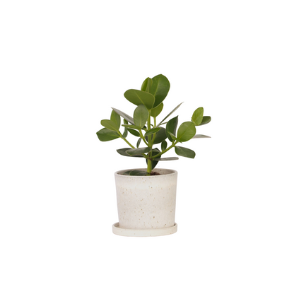 Autograph tree - Clusia rosea 'Princess' - Height 25-35cm - ⌀12cm
