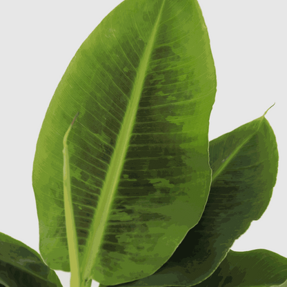 Bananaier nain - Musa 'Oriental Dwarf' - Hauteur 25-40cm - ⌀12cm