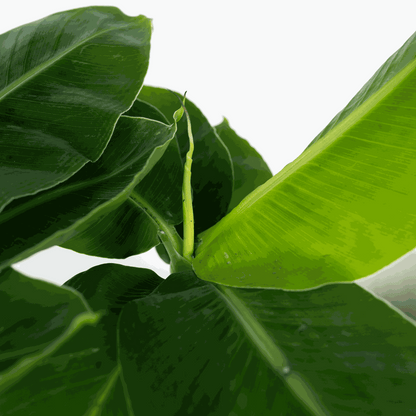 Bananaier nain - Musa 'Oriental Dwarf' - Hauteur 25-40cm - ⌀12cm