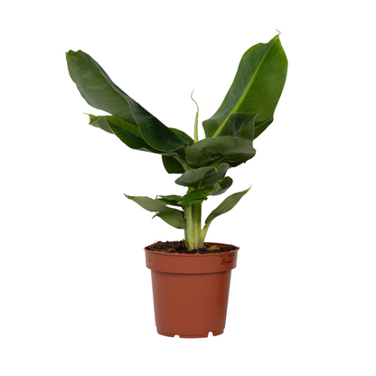 Bananaier nain - Musa 'Oriental Dwarf' - Hauteur 25-40cm - ⌀12cm