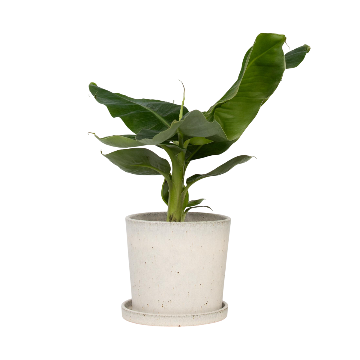 Bananaier nain - Musa 'Oriental Dwarf' - Hauteur 25-40cm - ⌀12cm