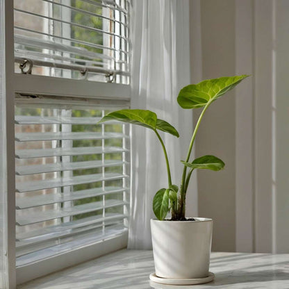 Plante à grandes feuilles - Alocasia 'Macrorrhizos' - Hauteur 60-70cm - ⌀17cm