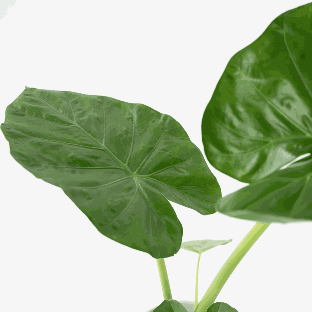 Plante à grandes feuilles - Alocasia 'Macrorrhizos' - Hauteur 60-70cm - ⌀17cm