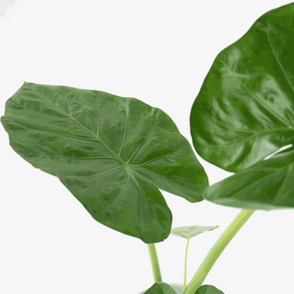 Plante à grandes feuilles - Alocasia 'Macrorrhizos' - Hauteur 60-70cm - ⌀17cm