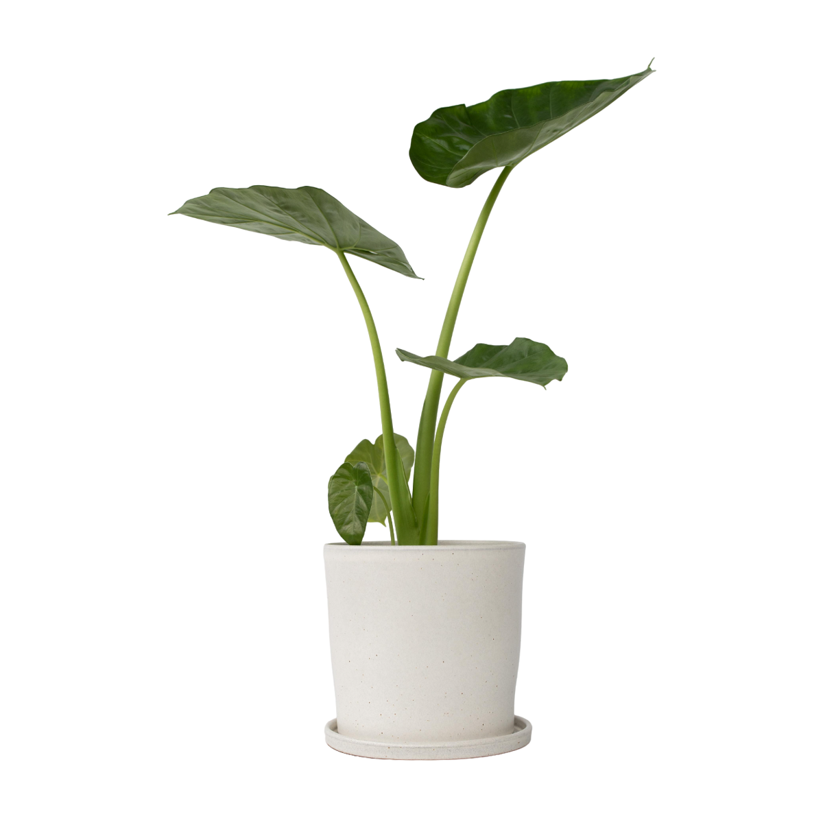 Plante à grandes feuilles - Alocasia 'Macrorrhizos' - Hauteur 60-70cm - ⌀17cm