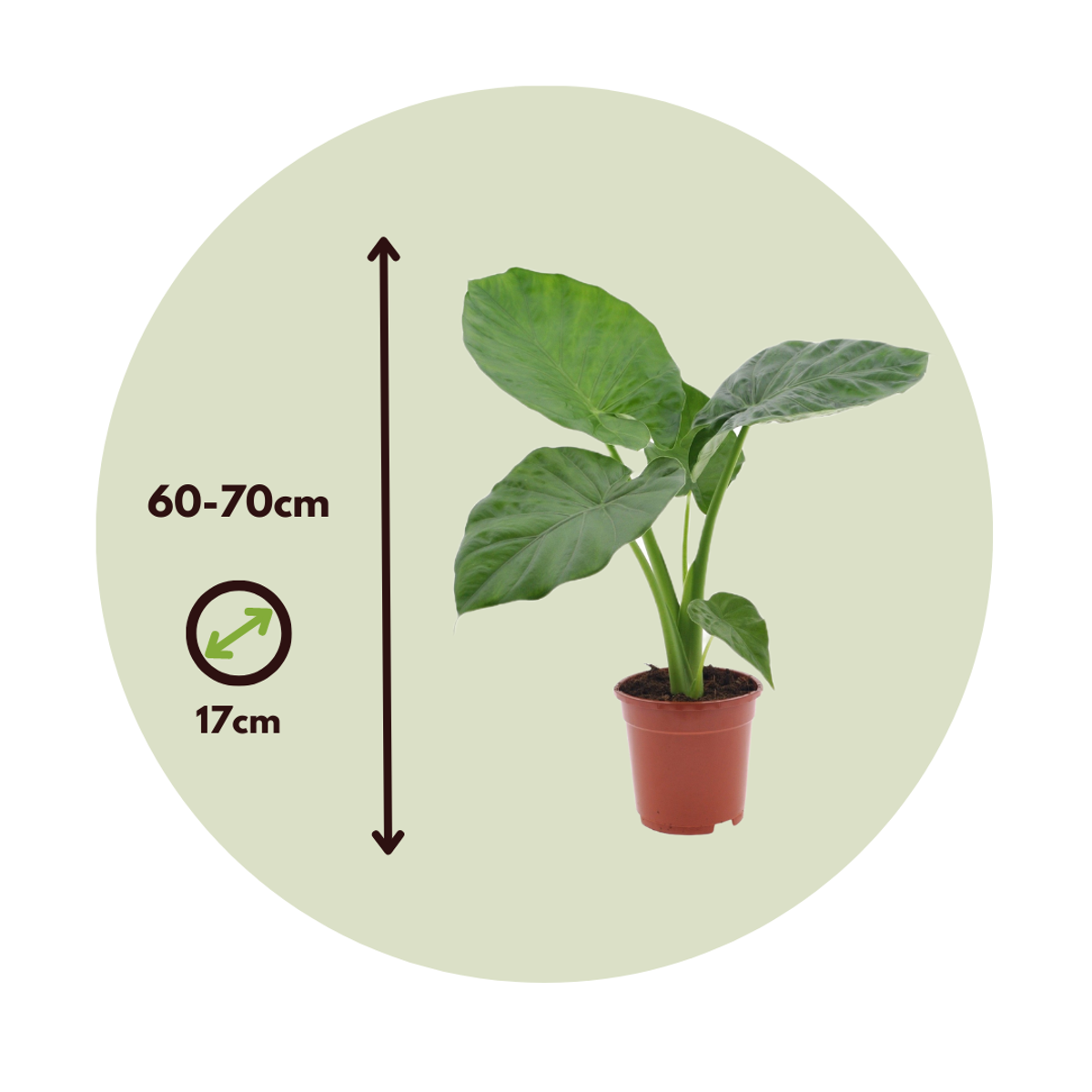 Plante à grandes feuilles - Set de 4 - Alocasia macrorrhizos - H60-70cm - ⌀17cm - TD Plantz