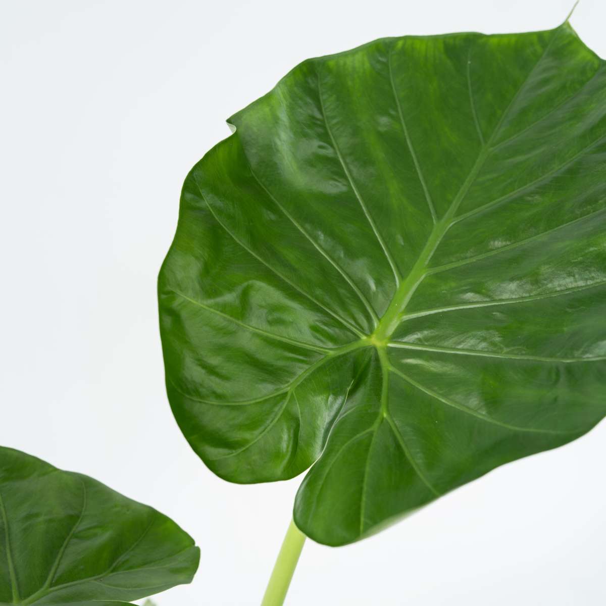 Plante à grandes feuilles - Set de 2 - Alocasia Macrorrhizos - H60-70cm - ⌀17cm