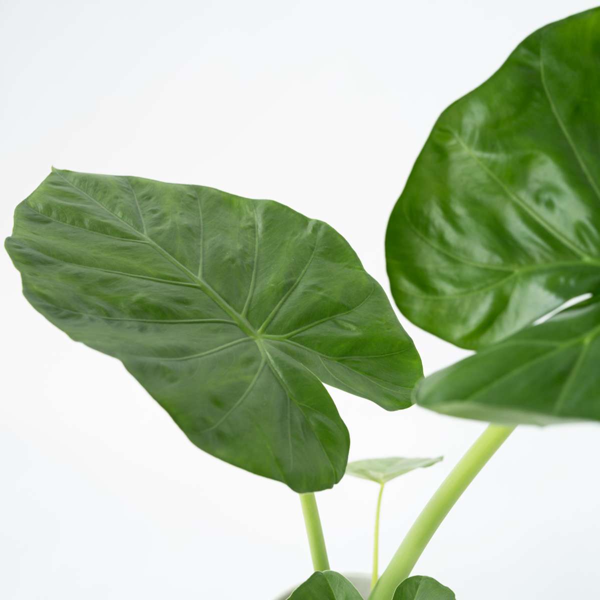 Plante à grandes feuilles - Set de 2 - Alocasia Macrorrhizos - H60-70cm - ⌀17cm