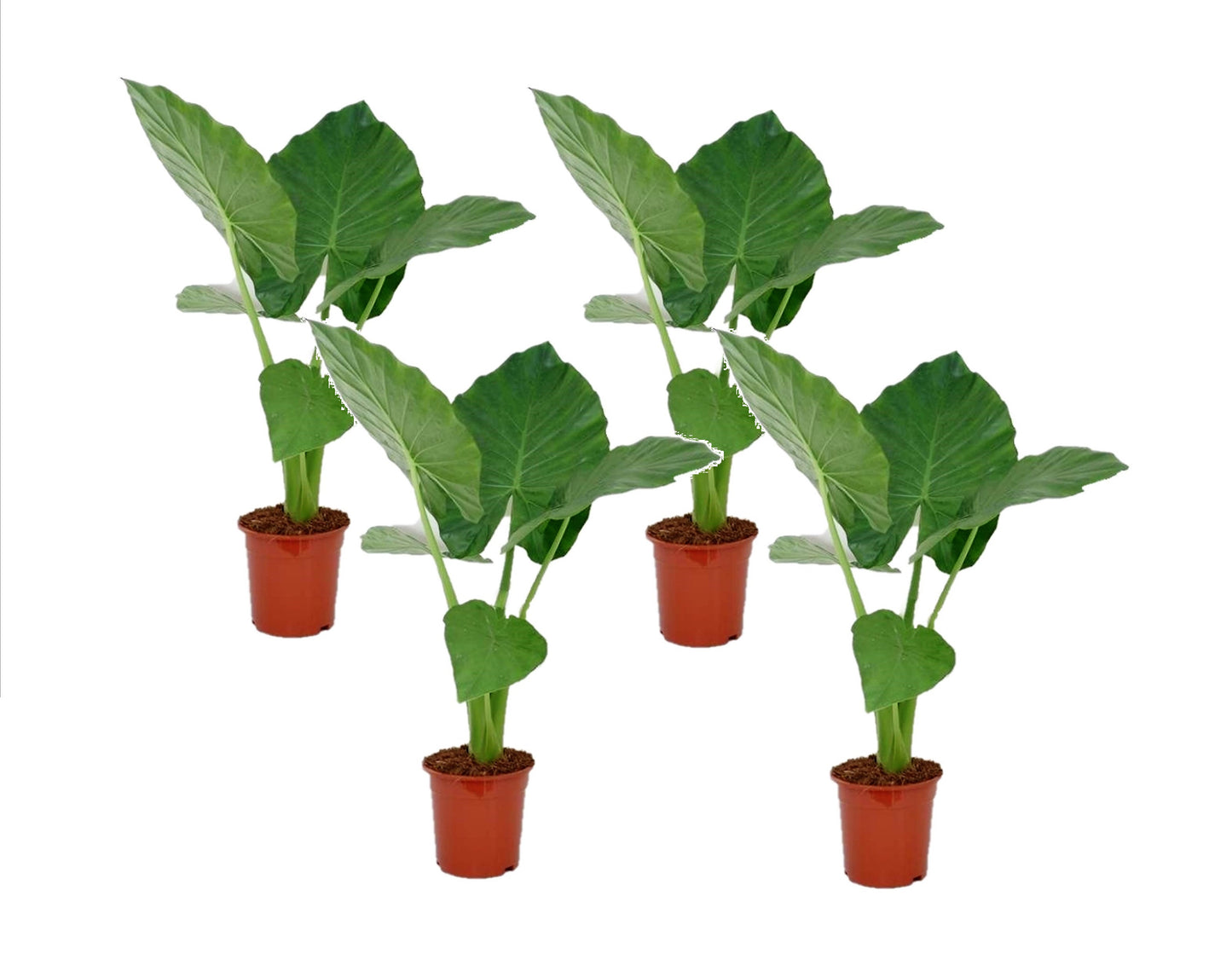 Plante à grandes feuilles - Set de 4 - Alocasia macrorrhizos - H60-70cm - ⌀17cm - TD Plantz