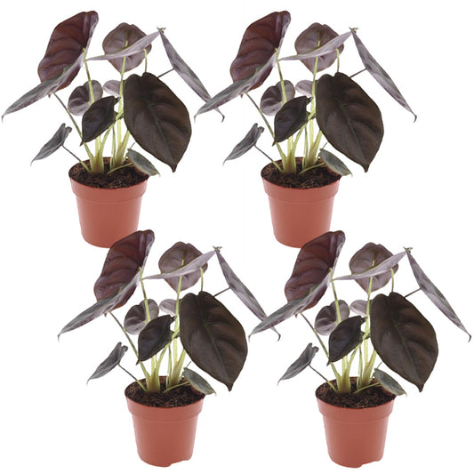 Secret Rouge - Set de 4 - Alocasia cuprea 'Red Secret' - Hauteur 25-35cm - ⌀12cm - TD Plantz