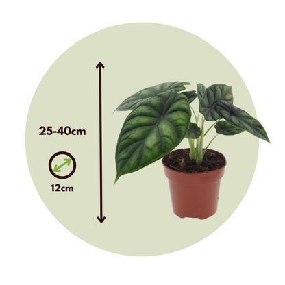 Écaille de Dragon - Alocasia 'Dragon Scale' - Hauteur 30-40cm - ⌀12cm