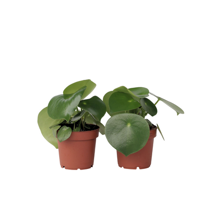 Pépéromie - Set de 2 - Peperomia polybotrya - Hauteur 20-30cm - ⌀12cm - TD Plantz