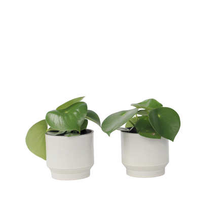 Pépéromie - Set de 2 - Peperomia polybotrya - Hauteur 20-30cm - ⌀12cm - TD Plantz