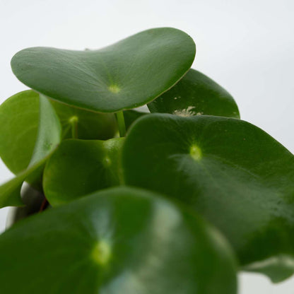 Pépéromie - Set de 4 - Peperomia polybotrya - Hauteur 20-30cm - ⌀12cm