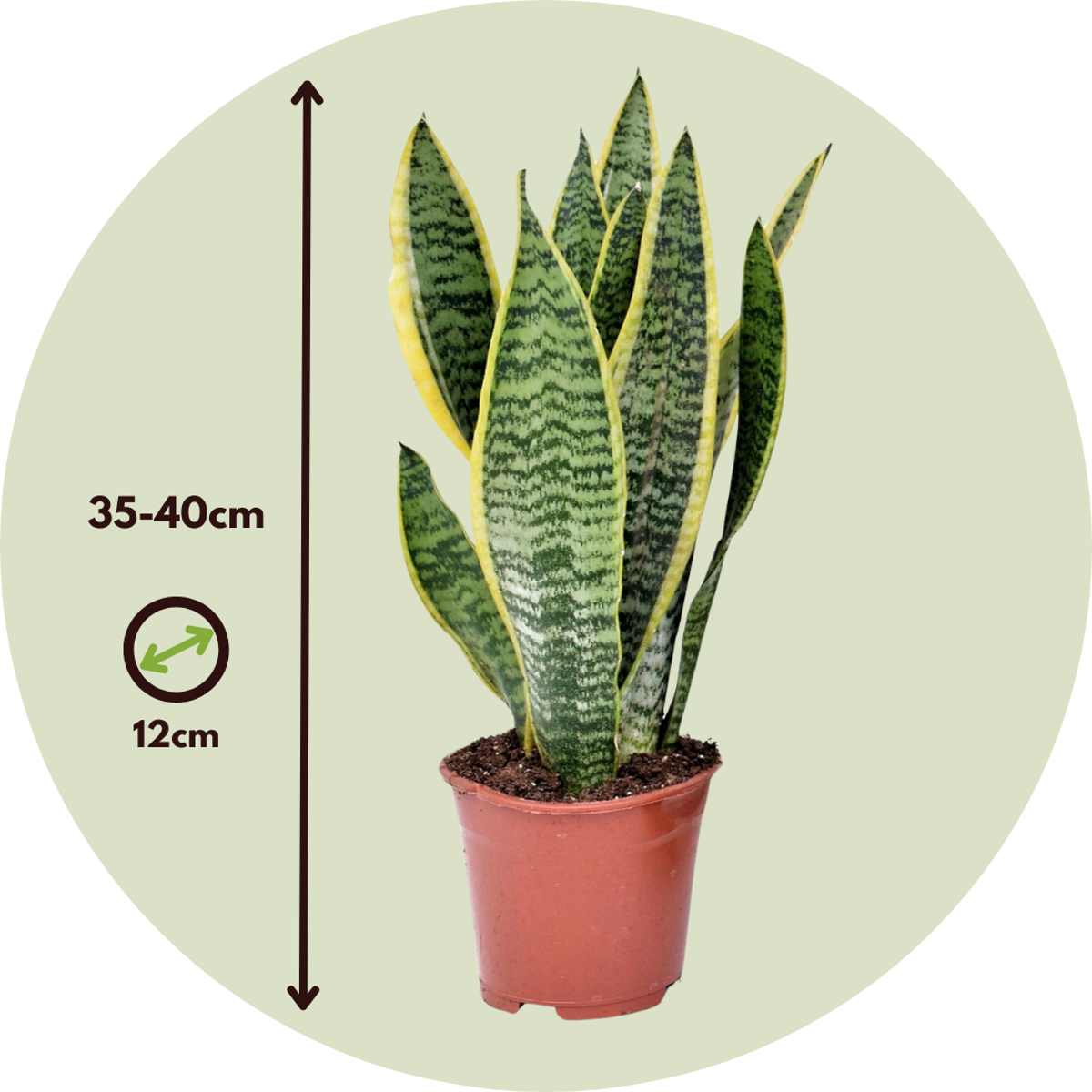 Easy Care Mix - 4 pcs. - Houseplants - Height 25-40cm - ⌀12cm
