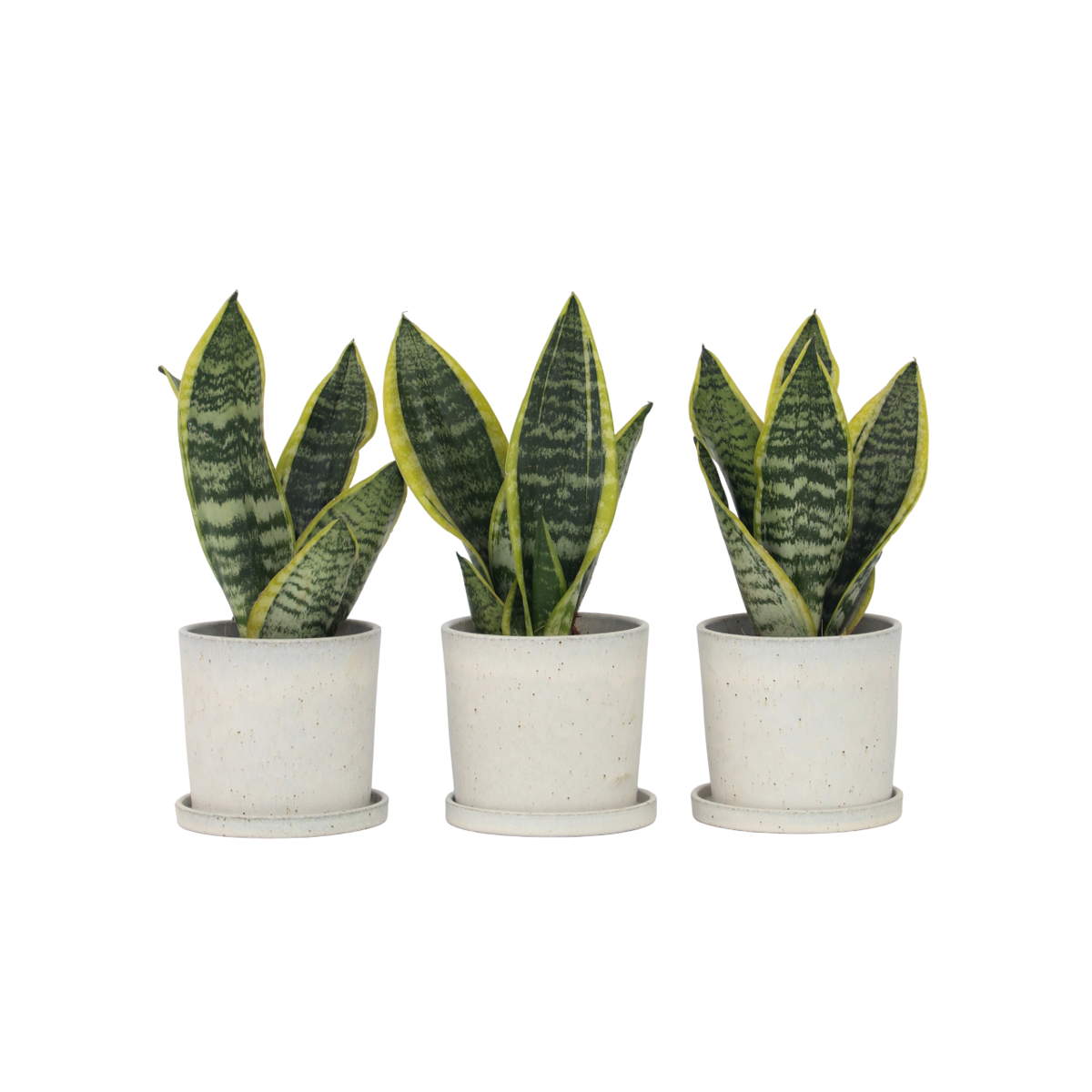 Snake plant - 3 pcs. - Sansevieria 'Futura Superba' - Height 35-40cm - ⌀12cm